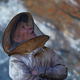 Illustration for article titled Stunning photos show the ancient tradition of honey hunting in Nepal